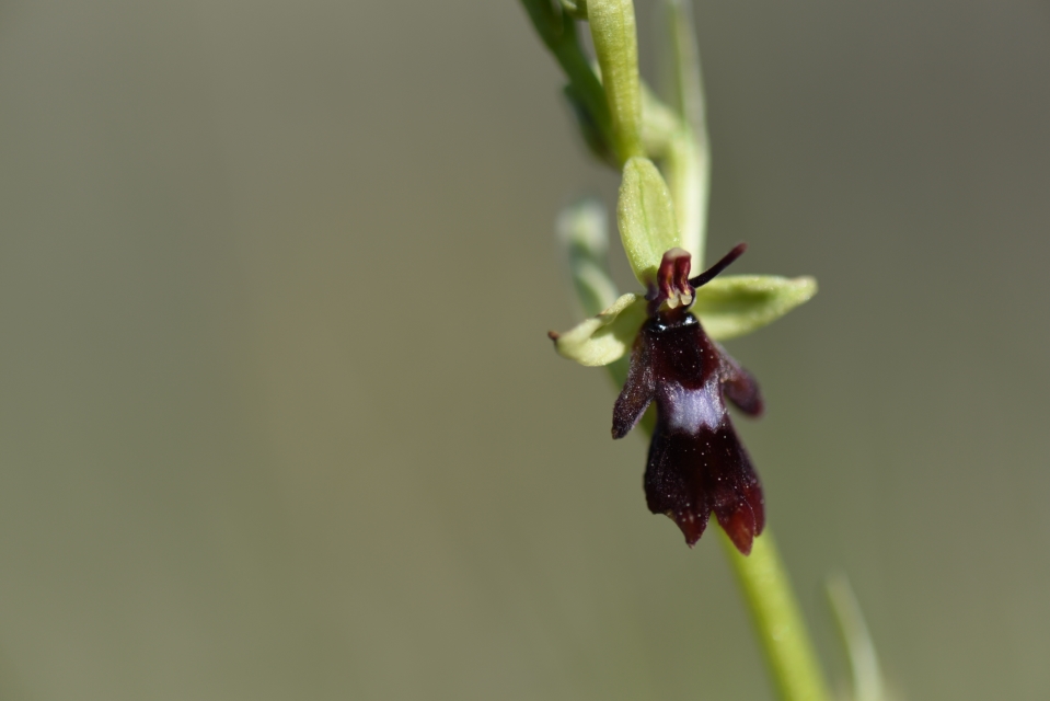 Ophrys insectifera?